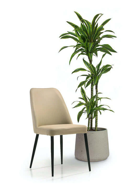 Leah Dining Chair Mocha with Plant